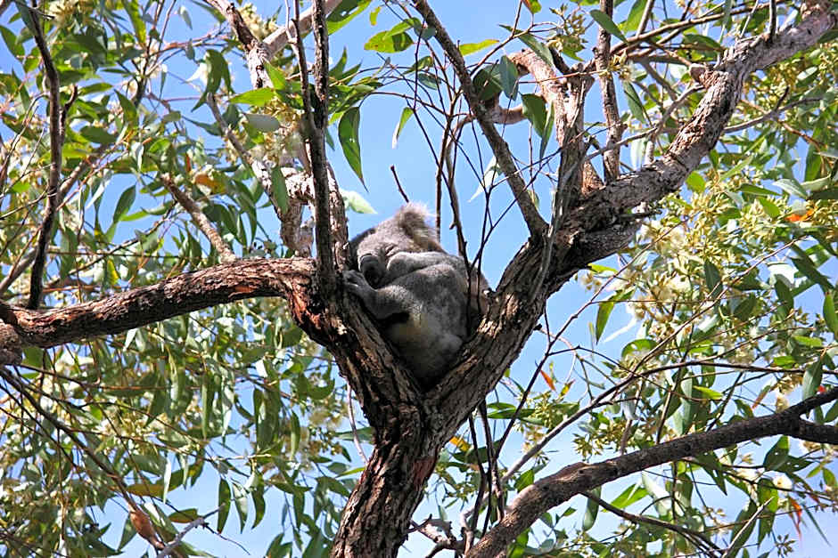 Koala Shores Holiday Park