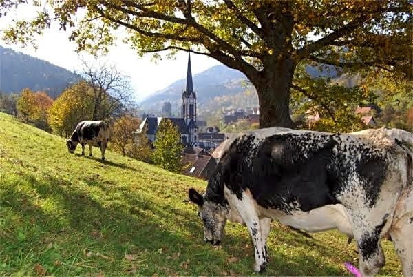 Chambres d'hôtes Les Cigognes