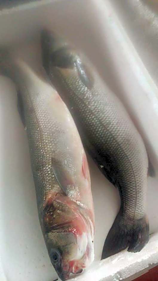 La Valle Verde hotel ristorante pizzeria