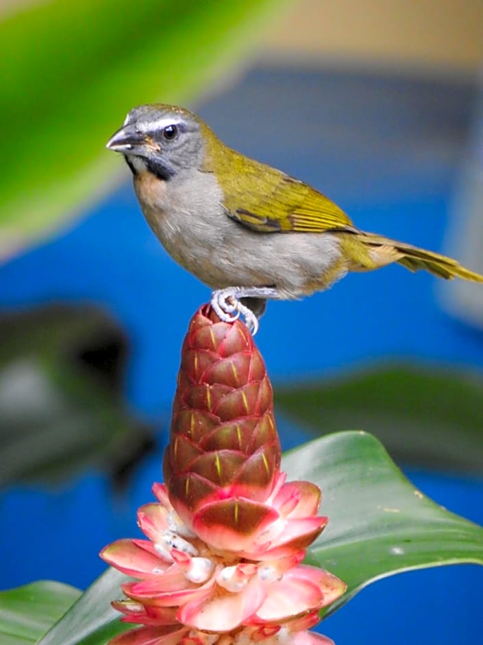 Aruá Observação de Vida Silvestre