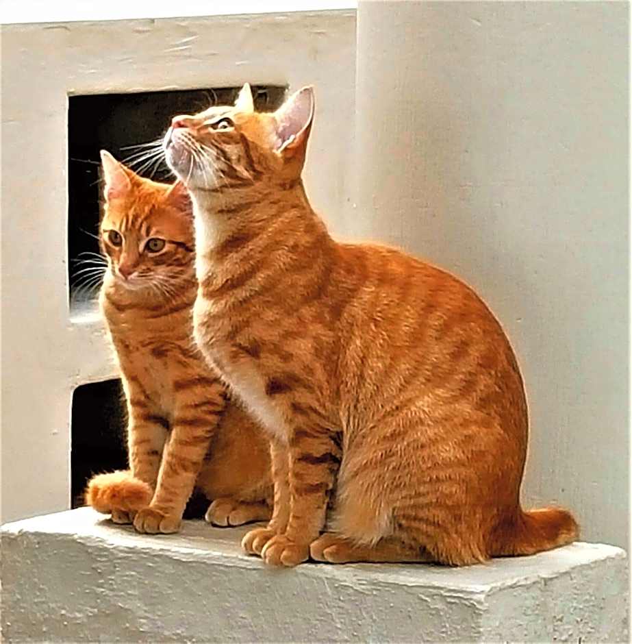 Graceland Eco Retreat