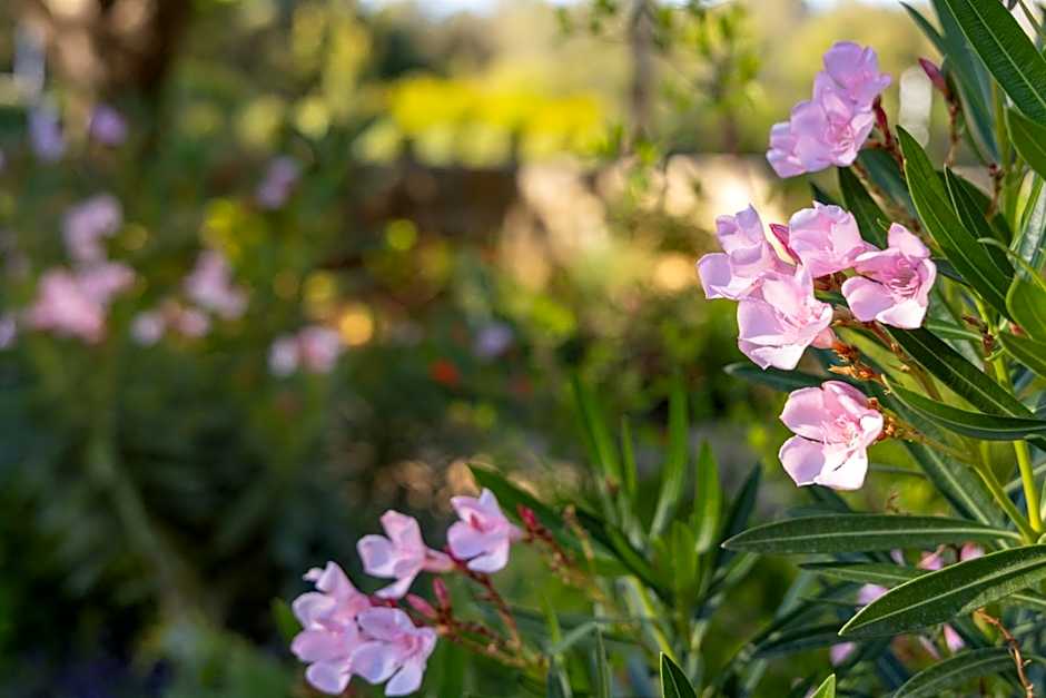 Hyatt Residence Club San Antonio, Wild Oak Ranch