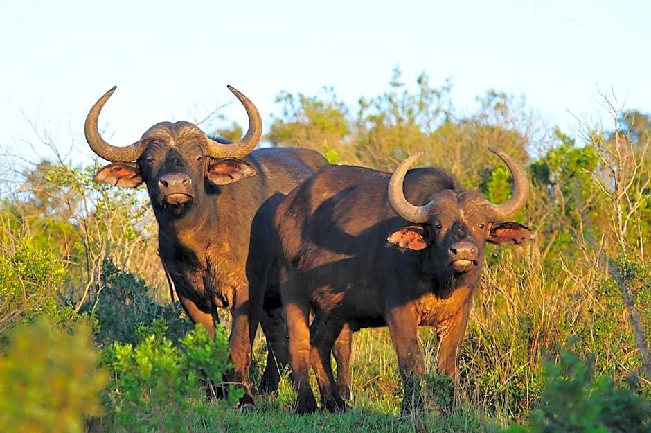 Kariega Game Reserve Ukhozi Lodge