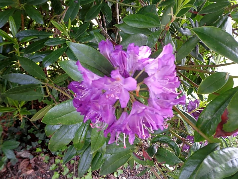 Les fleurs du Mont