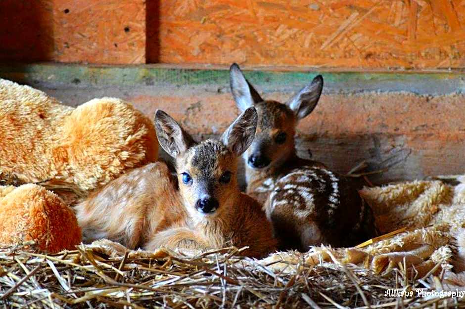 Agroturystyka Klekusiowo