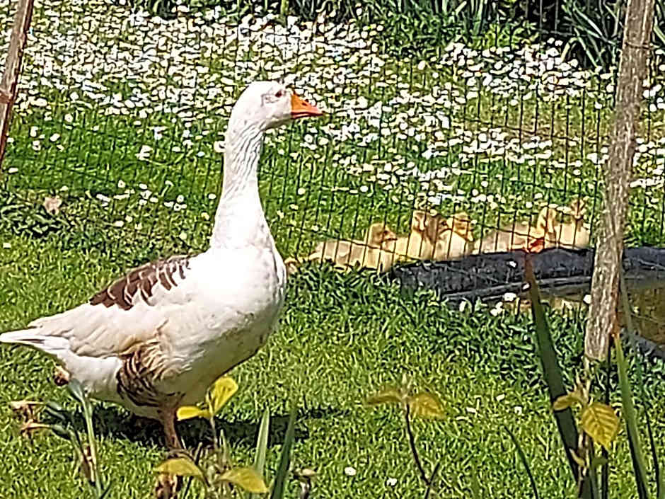 Villa Maëlla en Normandie- chambres tout confort - SPA