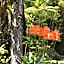 Hale 'Ohu Bed & Breakfast