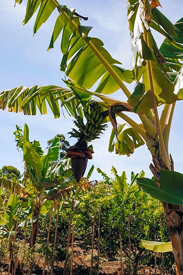Hotel Vegano Bona Espero