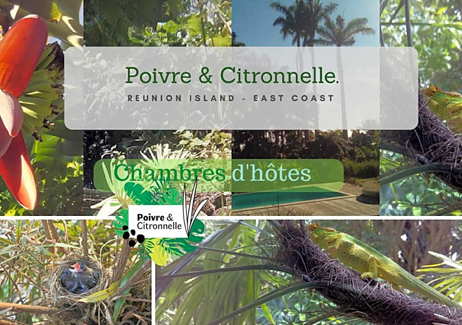 Poivre et Citronnelle