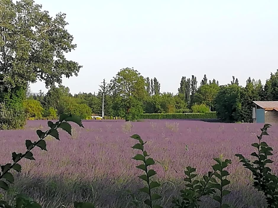 Au pays du Ventoux