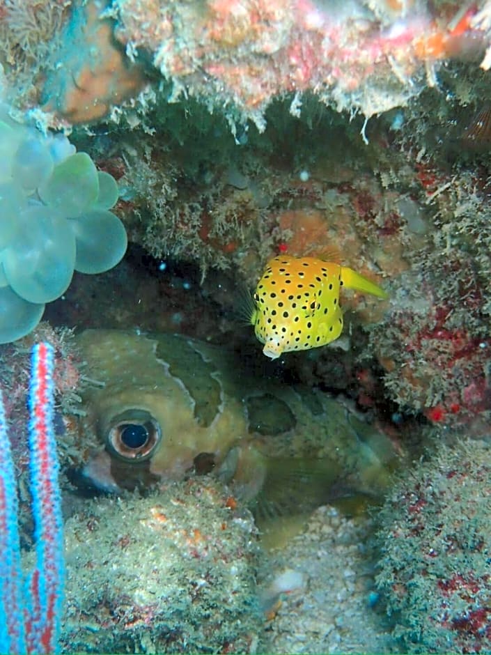 Seahorse Lipe Hostel