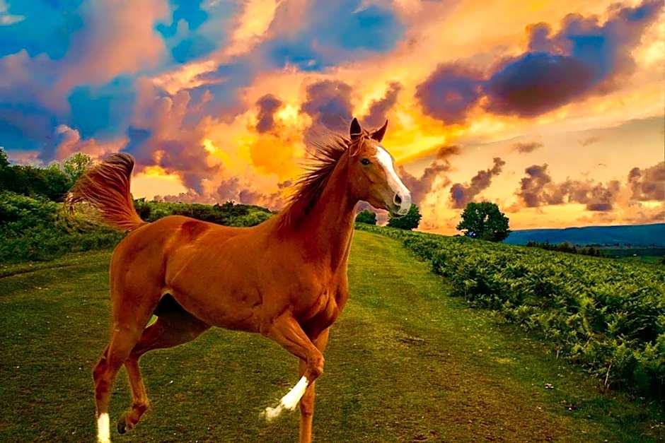 Holiday Inn Express & Suites Ocala By IHG