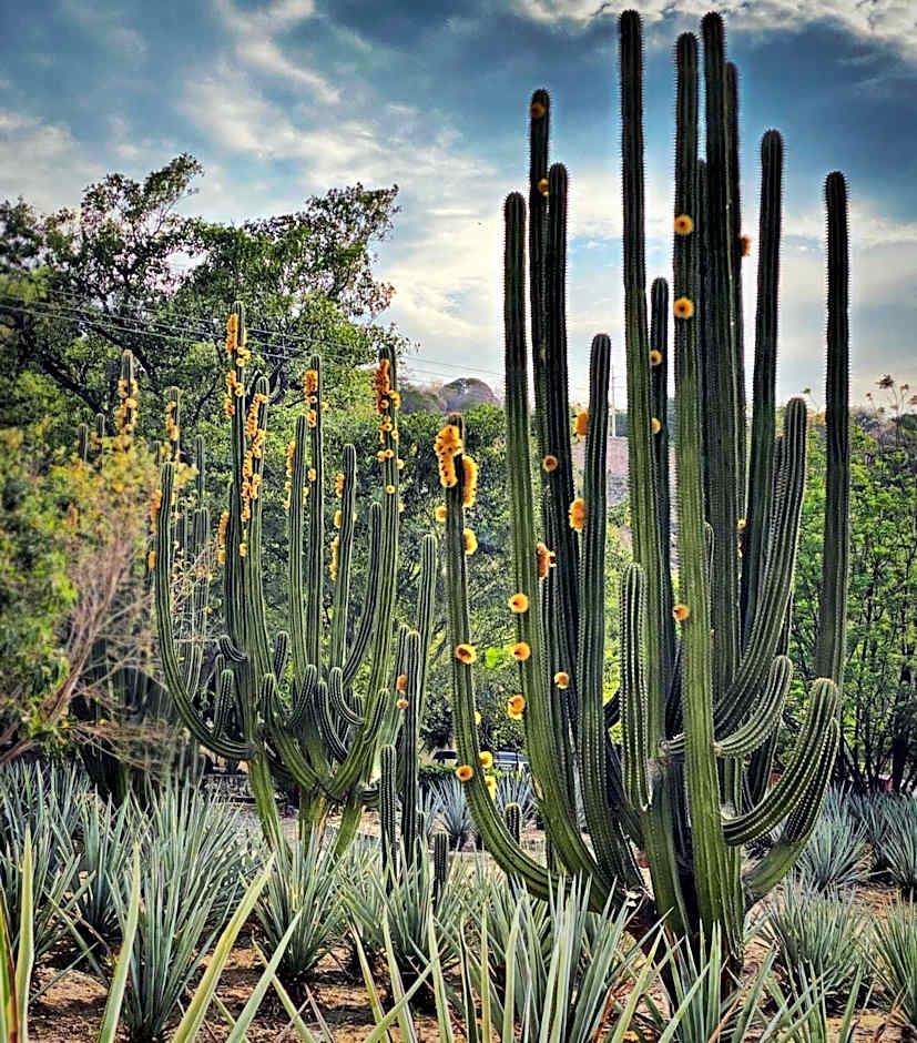 Matices Hotel de Barricas