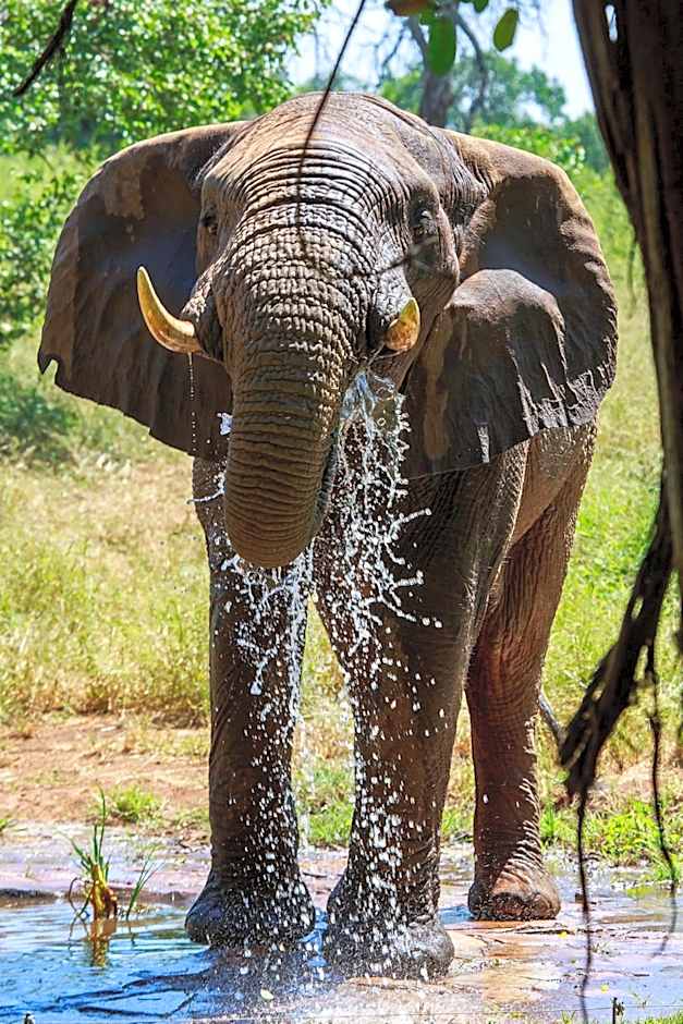 Sable Creek Safari Lodge