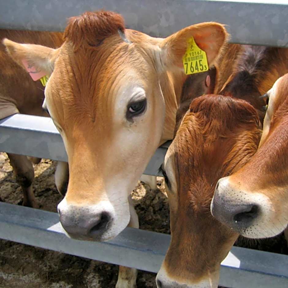 Kyukamura Hiruzen-Kogen