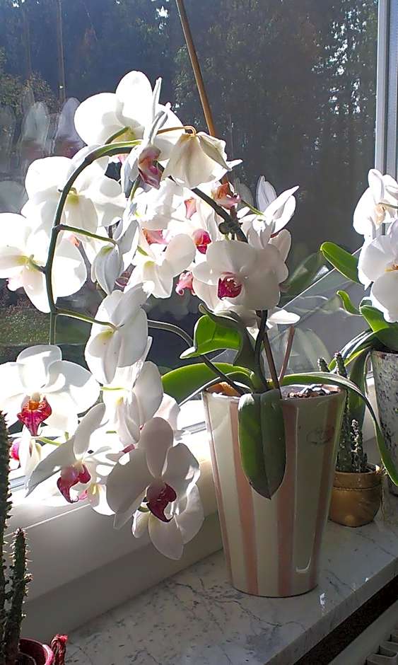 Sport Manca Garni Hotel