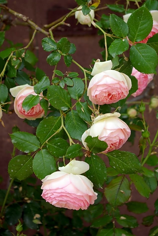 Bastide Rose