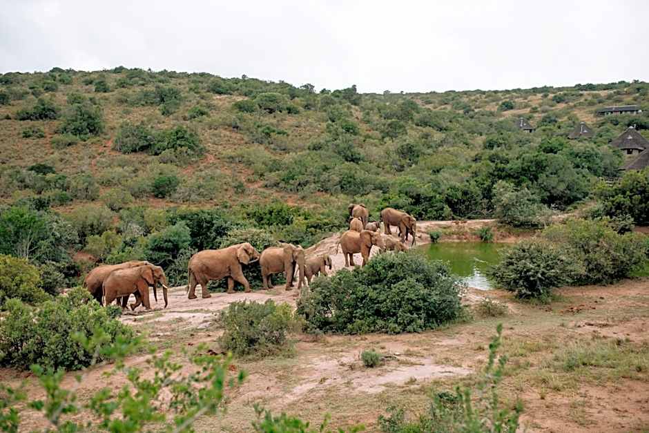 Bukela Game Lodge - Amakhala Game Reserve