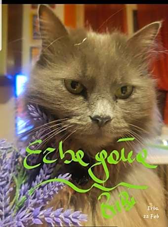 Affittacamere Erbagatta