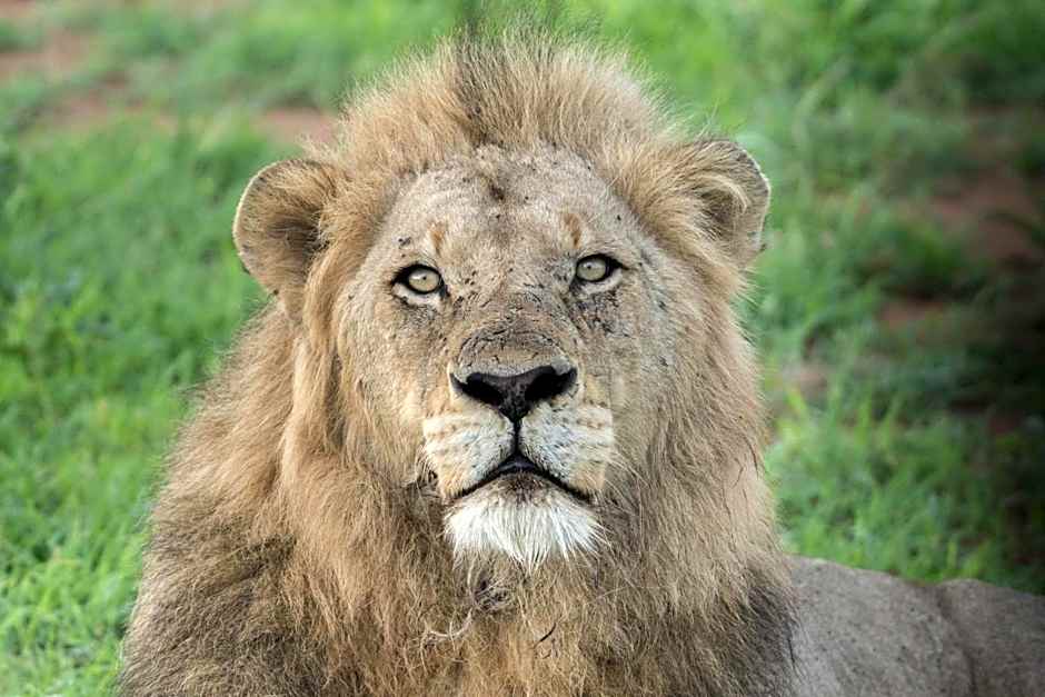 Bushbaby River Lodge