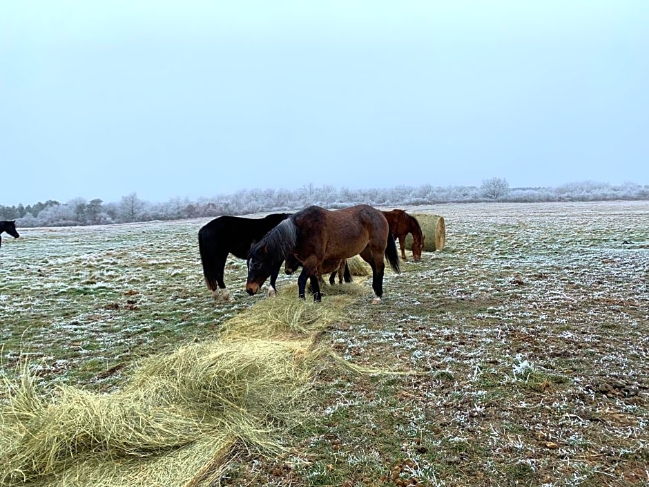 Chambres d hôte à la ferme des Buttons, chambre Iris