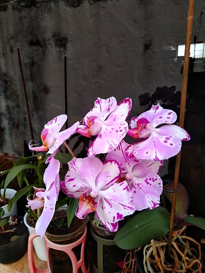 Café com Arte Pousada Ecológica