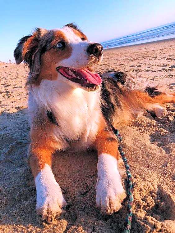 SURF HOUSE DREAMERS COAST