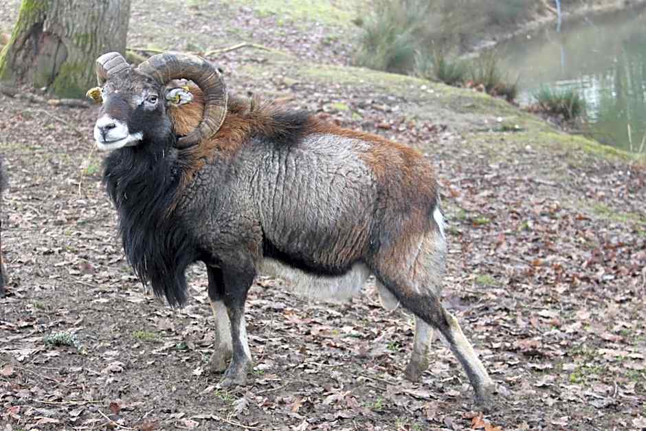 La Petite Ferme du Marais