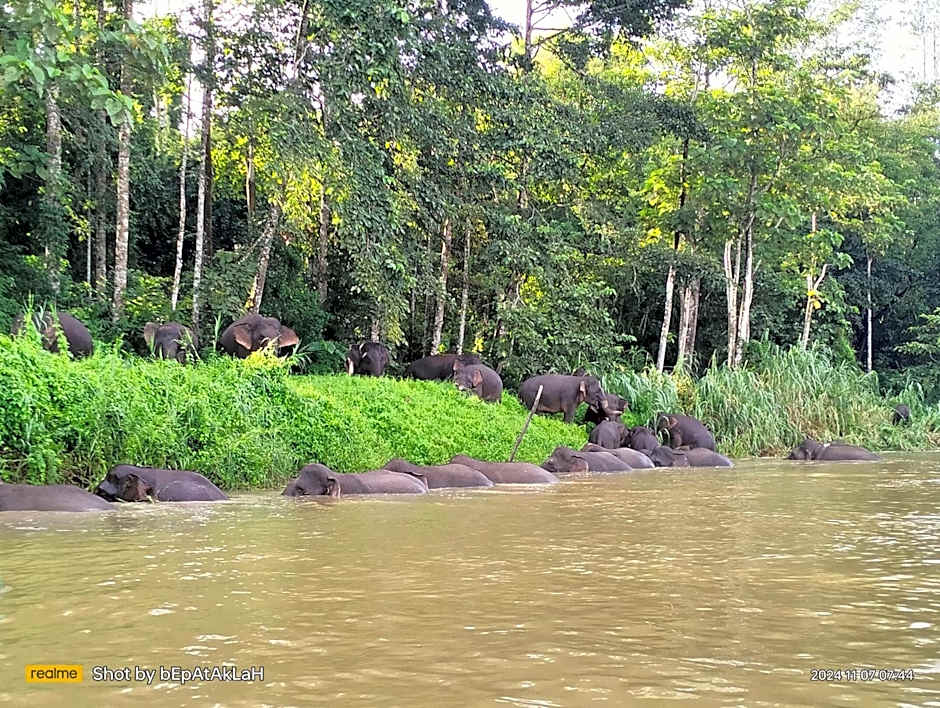 Borneo Jungle Adventure