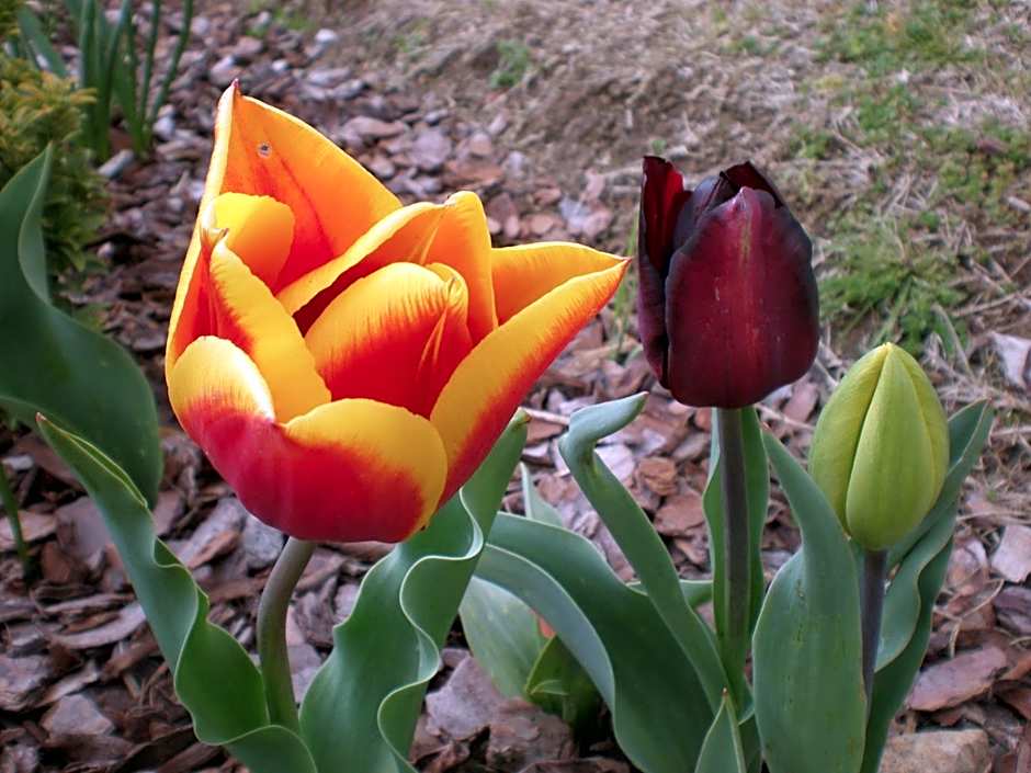 White Lanterns Motel