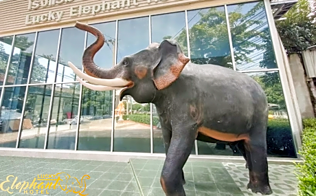 Lucky Elephant Hotel