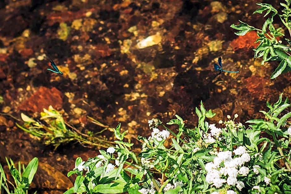 The Drummond at Albury