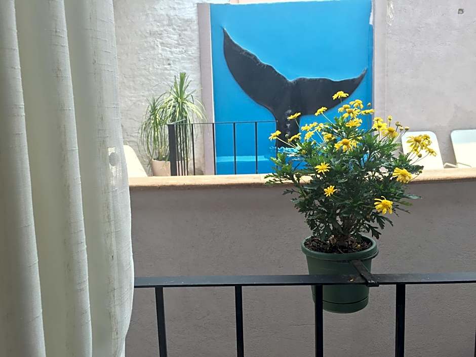 Suites colibri