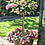 Familie Postma B&B Anjum