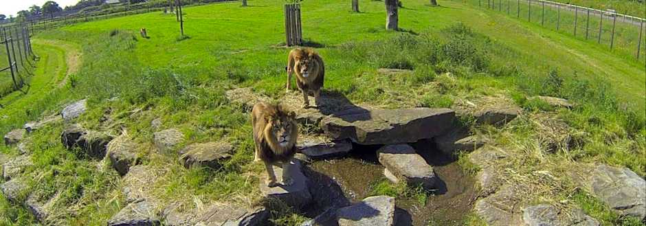 Hex Wildlife Hotel at Yorkshire Wildlife Park
