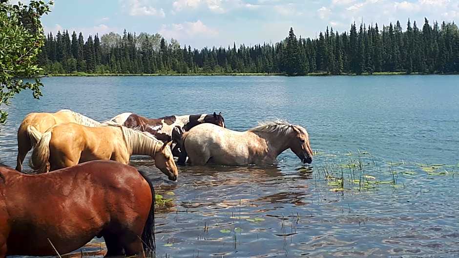 Wettstone Guest Ranch