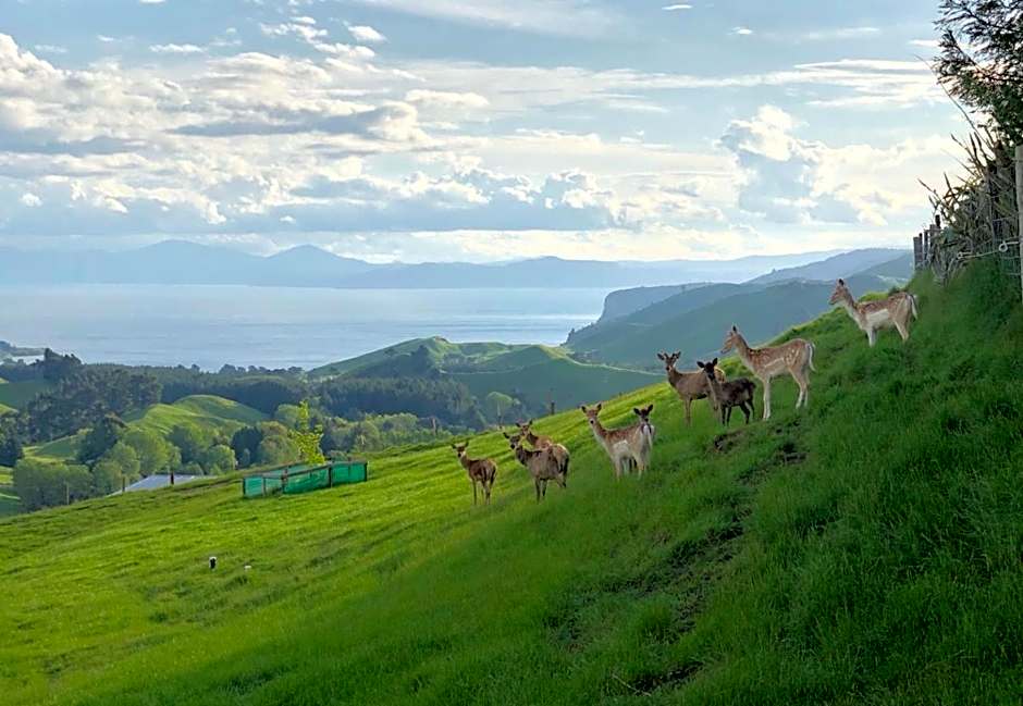 Hilltop Whakaipo Estate