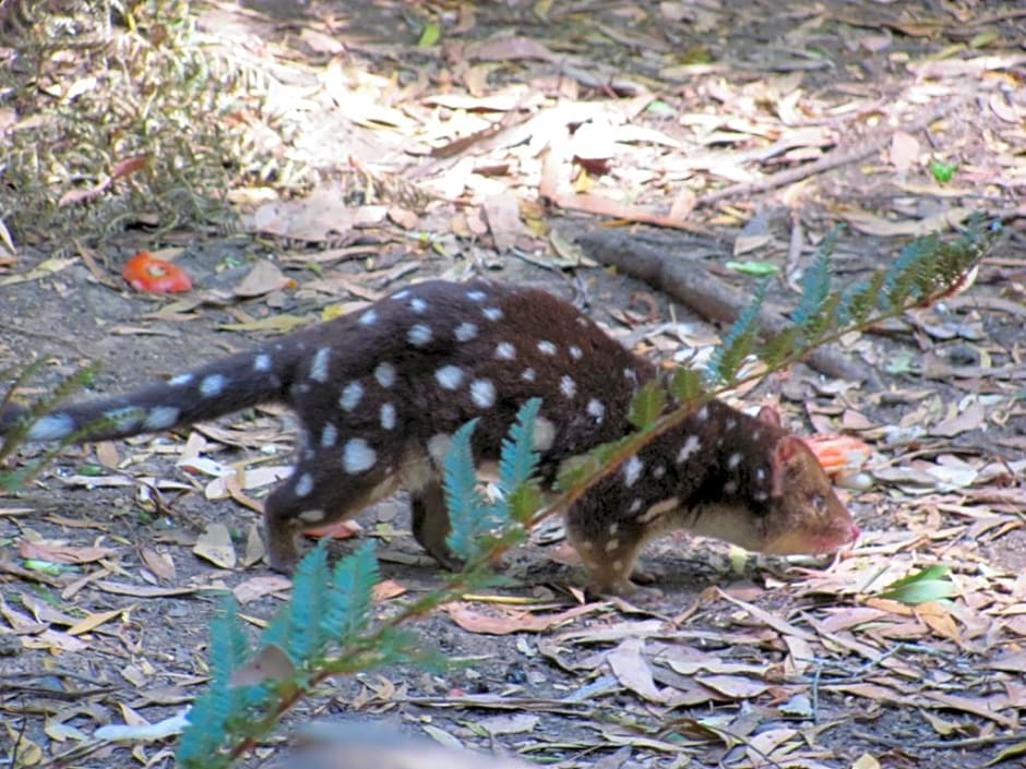 Arthur River Holiday Units