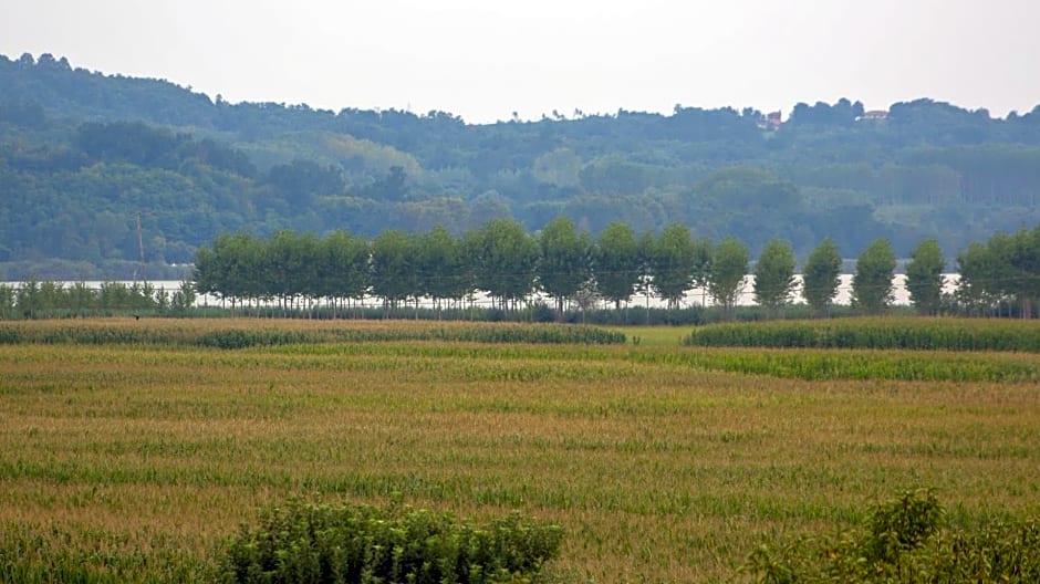 Spighe Paglia e Girasole