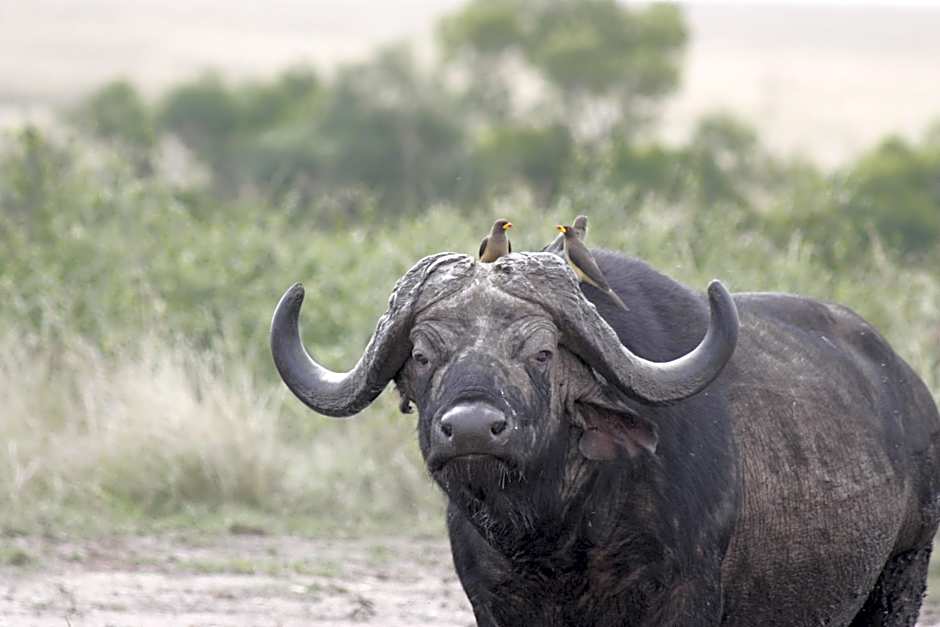 Mara Intrepids Tented Camp