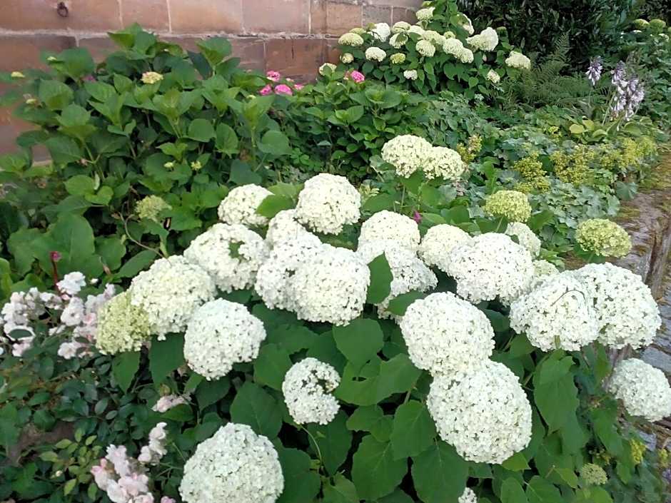 Hotel-Gasthof Opel Bed & Breakfast