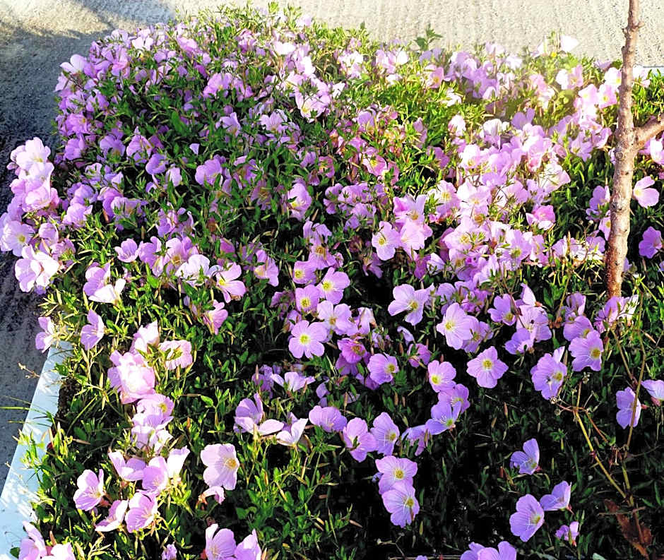 Paraschos Studios Kos