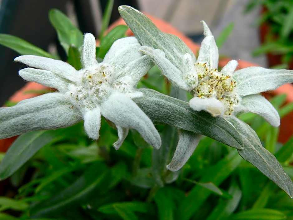 Les Chalets-Hôtel de la Croix-Fry