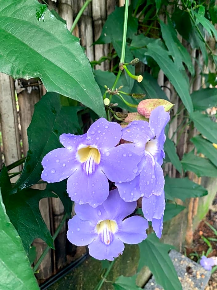 Pousada Cipó Container Chalés Privativos com lareira - Centro da cidade