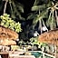 Captain Coconuts Gili Air