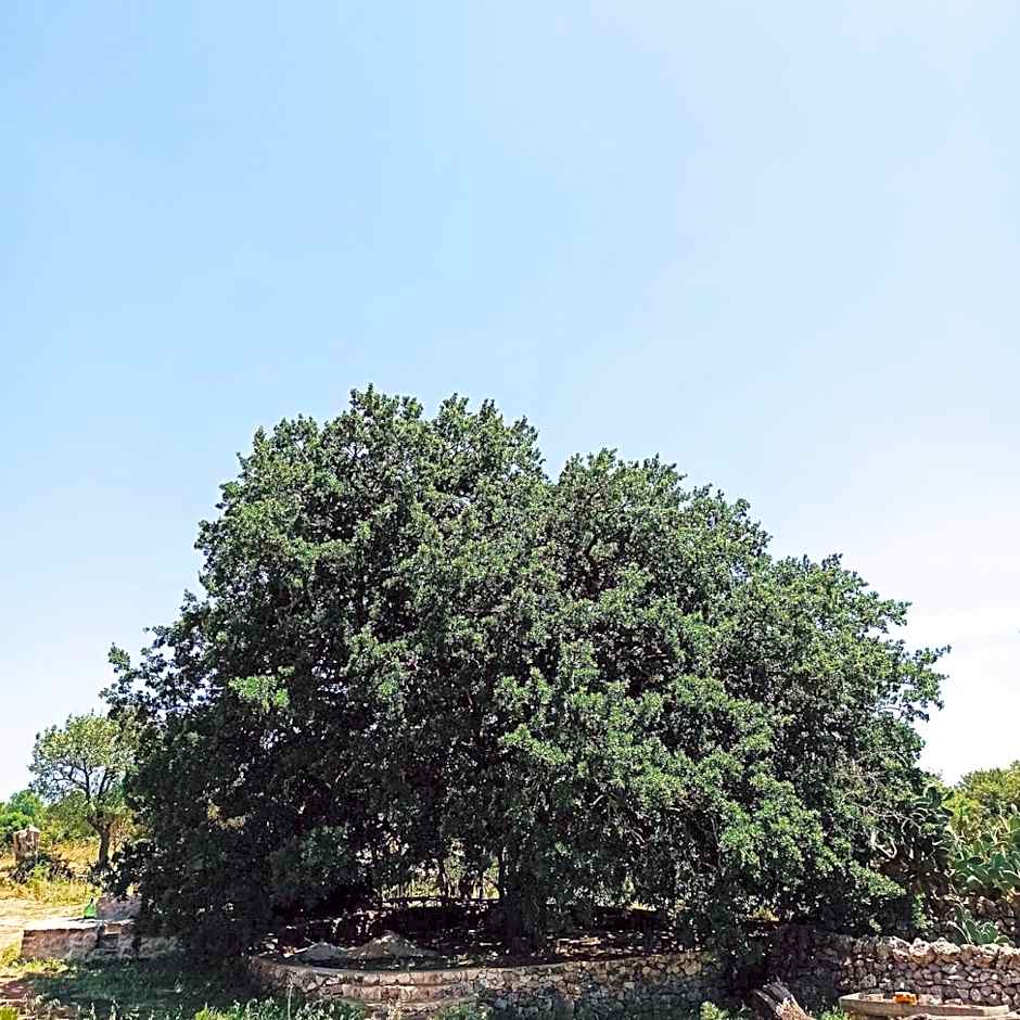 Masseria LoJazzo
