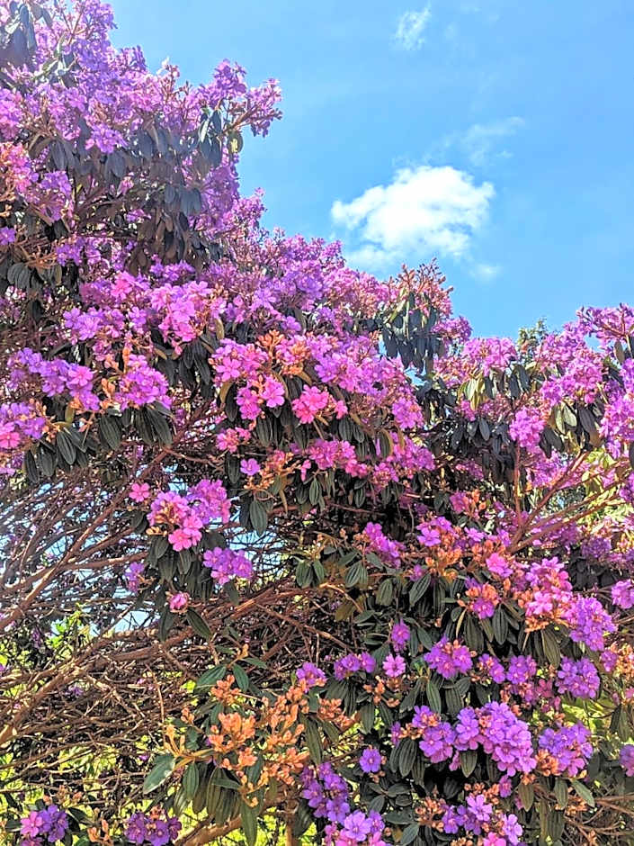 Casa das Irmãs - Só Mulheres - Women Only