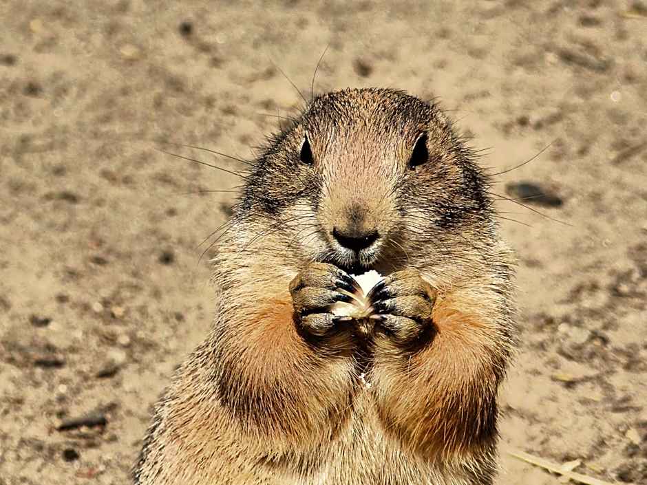 Viadrina Rooms & Apartments Frankfurt-Oder am Park im Zentrum