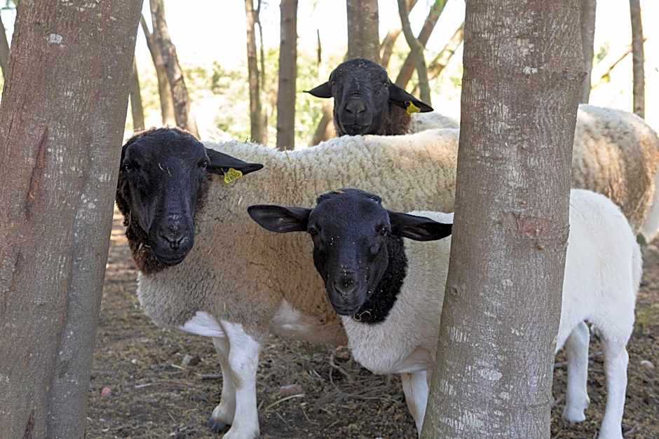 Resort Rural Quinta do Carrascal