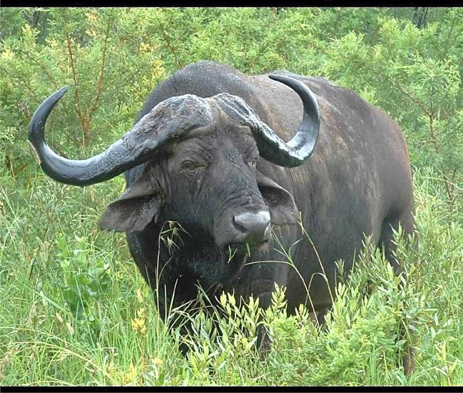 Leopard Mountain Safari Lodge